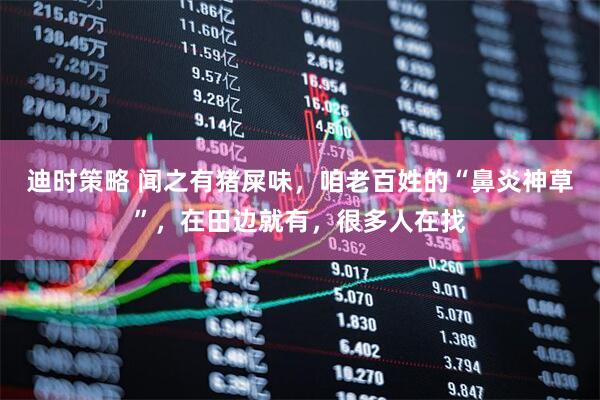 迪时策略 闻之有猪屎味，咱老百姓的“鼻炎神草”，在田边就有，很多人在找