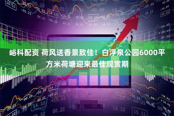 峪科配资 荷风送香景致佳！白浮泉公园6000平方米荷塘迎来最佳观赏期